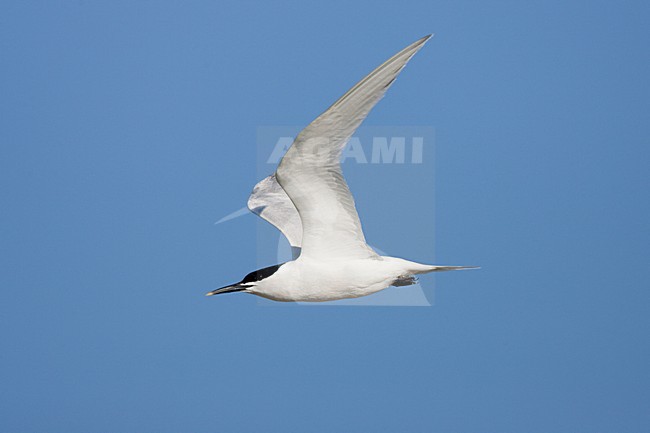 Grote stern volwassen vliegend met vis; Sandwich Tern adult flying with fish stock-image by Agami/Menno van Duijn,