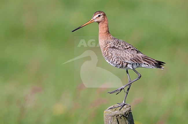 Grutto op weidepaal; Black-tailed Godwit on pole stock-image by Agami/Han Bouwmeester,