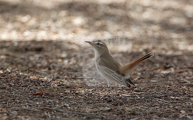 Eastern Rufous-tailed Scrub Robin (Cercotrichas galactotes familiaris), perched on ground in Al Mamzar Park, Dubai, United Arab Emirates. stock-image by Agami/Helge Sorensen,