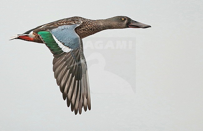 Northern Shoveler (Anas clypeata), adult male in eclips flying, seen from the side, showing upperwing. stock-image by Agami/Fred Visscher,