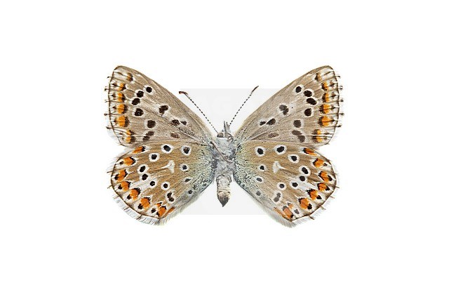 Adonis Blue, Adonisblauwtje, Lysandra bellargus stock-image by Agami/Wil Leurs,