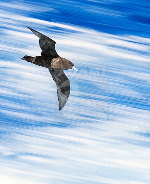 Black Petrel, Procellaria parkinsoni, at sea north of New Zealand. Also called the Parkinson's petrel. Photographed with slow shutter speed. stock-image by Agami/Marc Guyt,