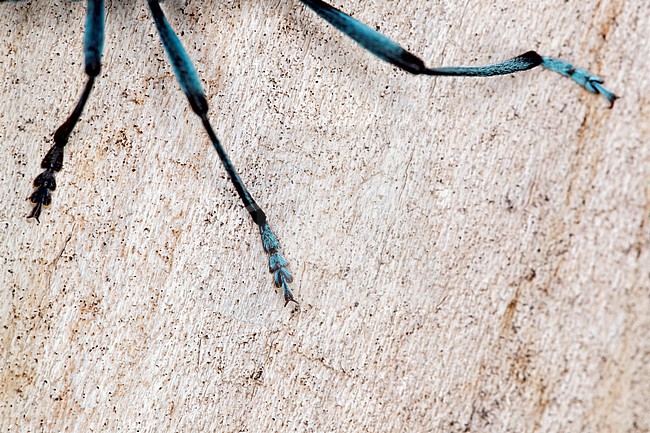 Detail shot or macro of the feet of a Rosalia longicorn (Rosalia alpina) stock-image by Agami/Mathias Putze,