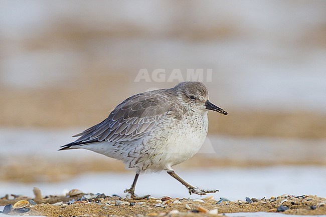 Red Knot, Calidris canutus first winter foraging on sand of a beach stock-image by Agami/Menno van Duijn,