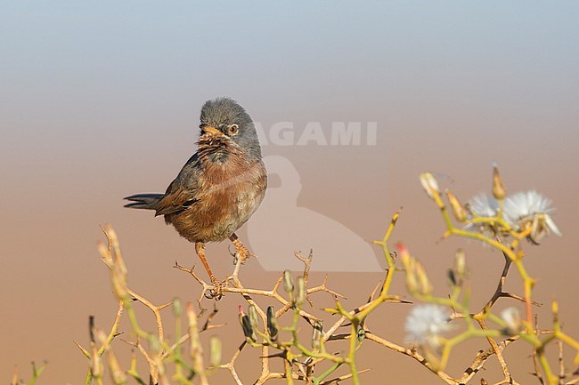 Adult Tristram's Warbler (Curruca deserticola) on a twig stock-image by Agami/Ralph Martin,