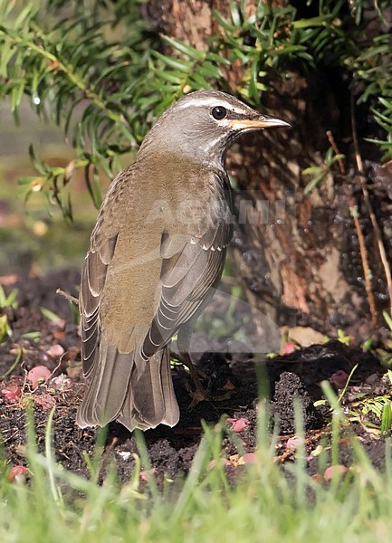 First-winter male Eyebrowed Thrush (Turdus obscurus) on Dutch Wadden Isle Vlieland. A rare asian vagrant found by the photographer himself in a backyard. Seen on the back. stock-image by Agami/Jaap Denee,