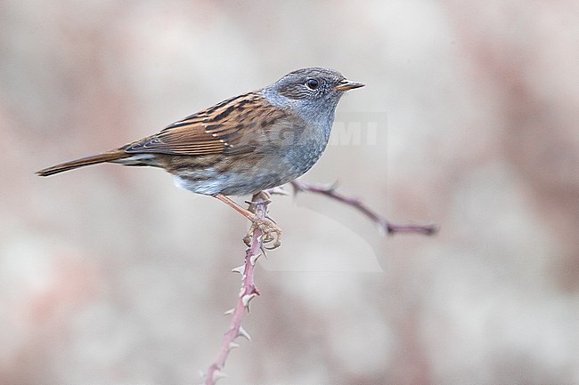 Dunnock, Prunella modularis, in Italy. Perched on a twig. stock-image by Agami/Daniele Occhiato,