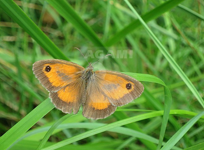Gatekeeper (Pyronia tithonus) in France. In roadside vegetation along the GR 65, Via Podiensis, Camino. stock-image by Agami/Marc Guyt,
