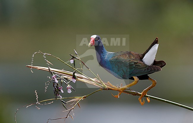 Adult American Purple Gallinule (Porphyrio martinicus) balancing on a small twig in Green Cay Nature Center, Florida in the USA. stock-image by Agami/Helge Sorensen,