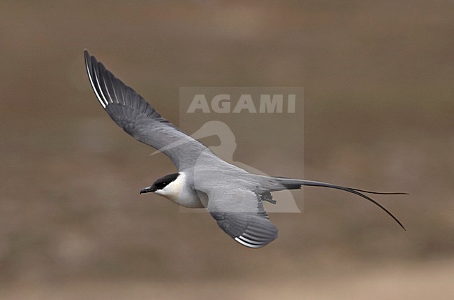Kleinste Jager in broedgebied; Long-tailed Skua  in breeding habitat stock-image by Agami/Jari Peltomäki,