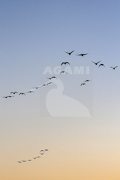 Kolgans groep vliegend in formatie tijdens zonsopkomst; Greater White-fronted Goose flying in formation at sunrise stock-image by Agami/Menno van Duijn,