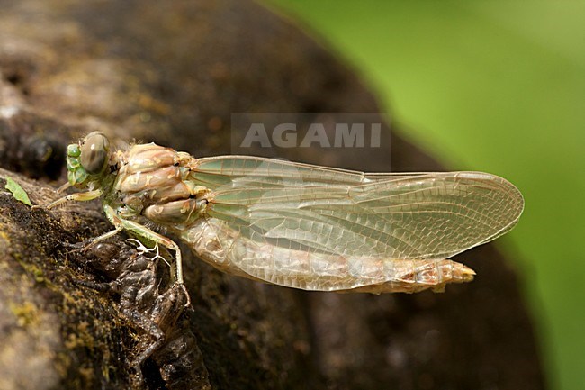 Net uitgeslopen Kleine tanglibel, Newly emerged Onychogomphus forcipatus stock-image by Agami/Wil Leurs,