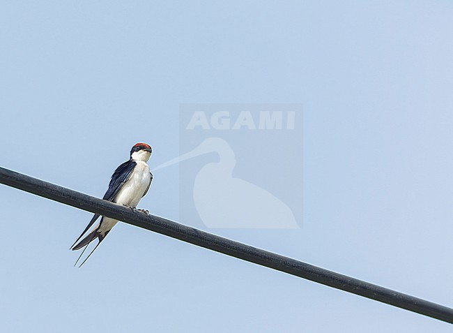 Asian Wire-tailed Swallow, Hirundo smithii filifera, in India. Two adults perched on electric wire. stock-image by Agami/Marc Guyt,