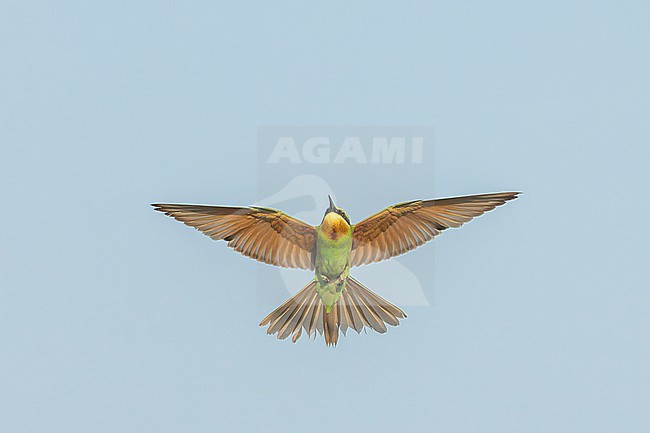 Asian Blue-cheeked Bee-eater, Merops persicus persicus, wintering in Gujarat, India. See in flight from below. stock-image by Agami/Marc Guyt,