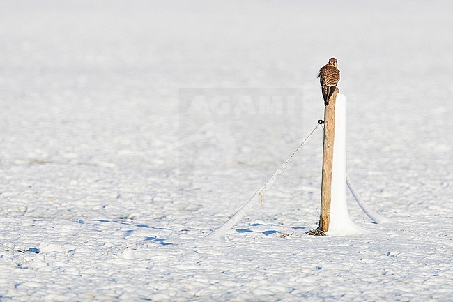 Torenvalk zittend op besneeuwde paal; Common Kestrel perched on snow-covered pole stock-image by Agami/Menno van Duijn,