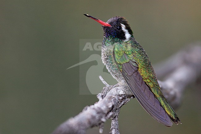 Adult male
Cochise Co., AZ
April 2009 stock-image by Agami/Brian E Small,