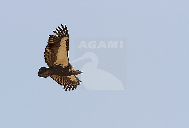A White-Rumped Vulture (Gyps bengalensis) in flight, a Critically Endangered Indian species. stock-image by Agami/James Eaton,