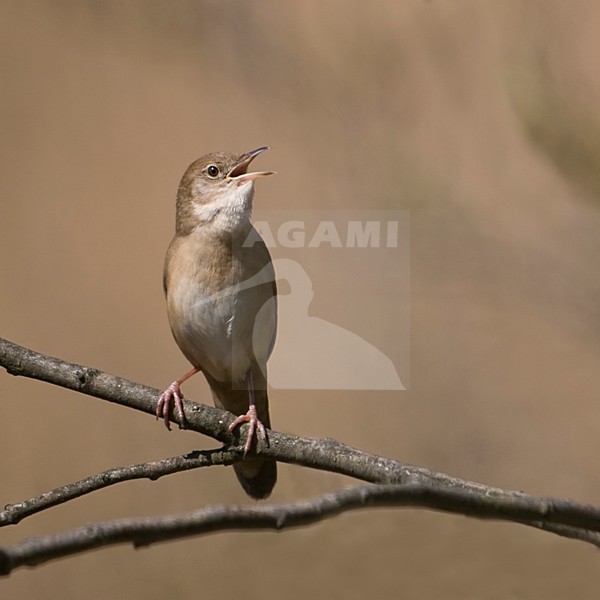 Zingende Snor; Singing Savi\'s Warbler stock-image by Agami/Han Bouwmeester,