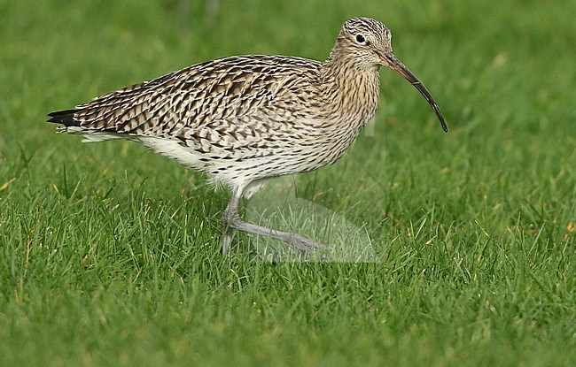 Eurasian Curlew (Numenius arquata) wintering in a meadow the Netherlands. stock-image by Agami/Fred Visscher,