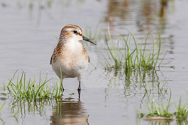 A Little Stint is seen standing in a wet field facing right. stock-image by Agami/Jacob Garvelink,