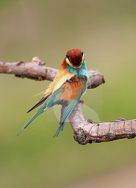 Preening European Bee-eater, Merops apiaster, in Hungary during spring. stock-image by Agami/Marc Guyt,