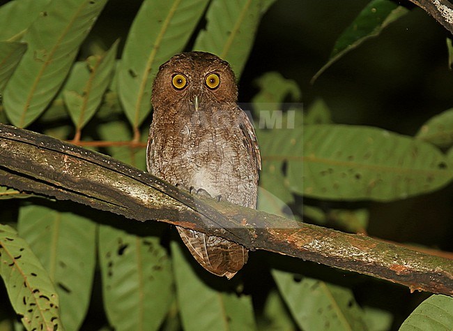 Choco screech owl, Megascops centralis, at night in rain forest of Playa de Oro, Ecuador. stock-image by Agami/Dani Lopez-Velasco,