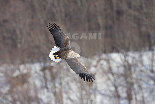 Zeearend volwassen; White-tailed Eagle adult stock-image by Agami/Marc Guyt,