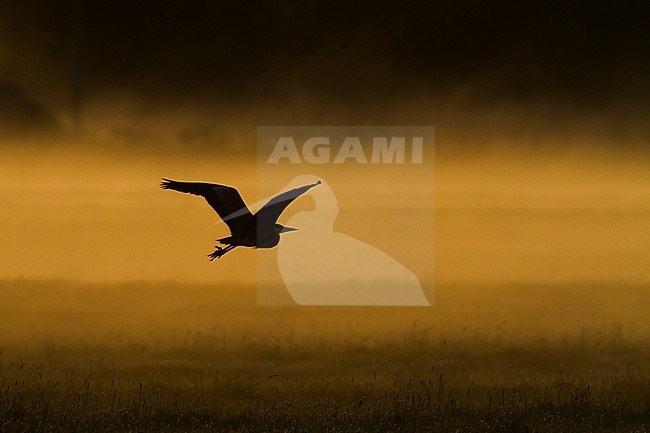 Blauwe Reiger in het ochtendlicht; Grey Heron (Ardea cinerea) in the morning light stock-image by Agami/Menno van Duijn,