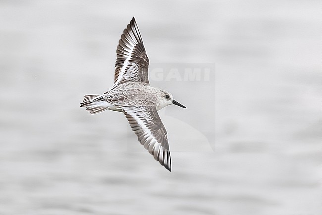 Wintering Sanderling, Calidris alba, in Italy. stock-image by Agami/Daniele Occhiato,