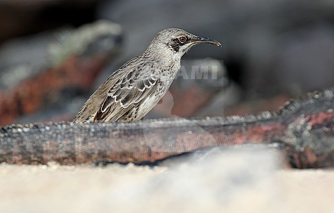 Hood Mockingbird (Mimus macdonaldi) also known as the Espanola Mockingbird, on the Galapagos islands, Ecuador. Foraging on the beach. stock-image by Agami/Dani Lopez-Velasco,