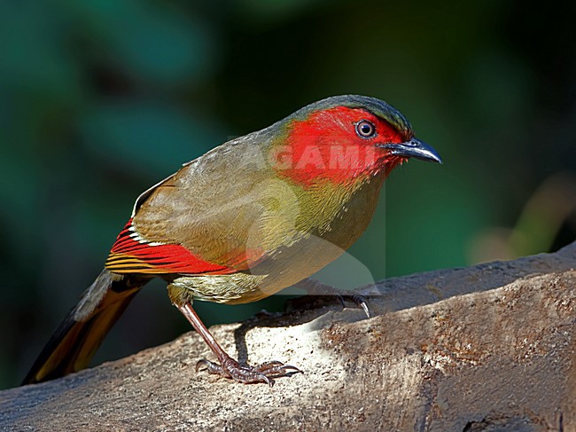 Rippons Timalia, Scarlet-faced Liocichla stock-image by Agami/Alex Vargas,