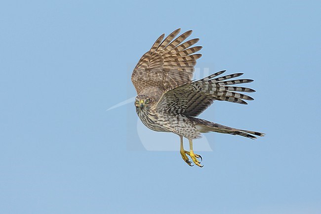 Immature Cooper's Hawk (Accipiter cooperii) in flight over Chambers County, Texas, USA. Seen from the side, hanging in mid air with dangling feet. stock-image by Agami/Brian E Small,