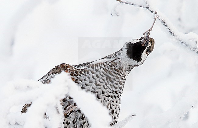 Hazelhoen foeragerend in de sneeuw, Hazel Grouse foraging in the snow stock-image by Agami/Markus Varesvuo,