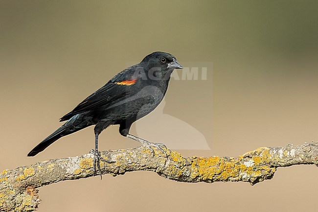 Adult male
Santa Barbara Co., CA
November 2022 stock-image by Agami/Brian E Small,