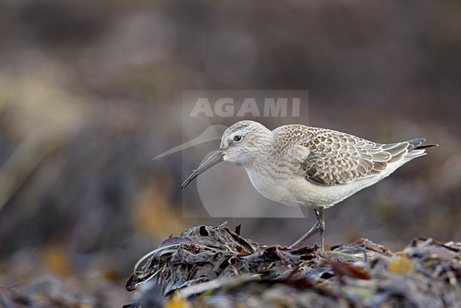 Juvenile Krombekstrandloper; Juvenile Curlew Sandpiper stock-image by Agami/Markus Varesvuo,