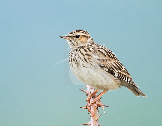 Woodlark - Heidelerche - Lullula arborea ssp. pallida; Romania, adult stock-image by Agami/Ralph Martin,