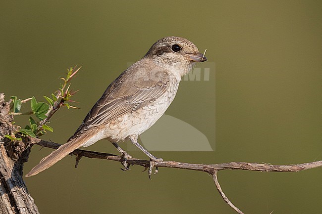 Isabelline Shrike (Lanius isabellinus), juvenile perched on a branch stock-image by Agami/Saverio Gatto,