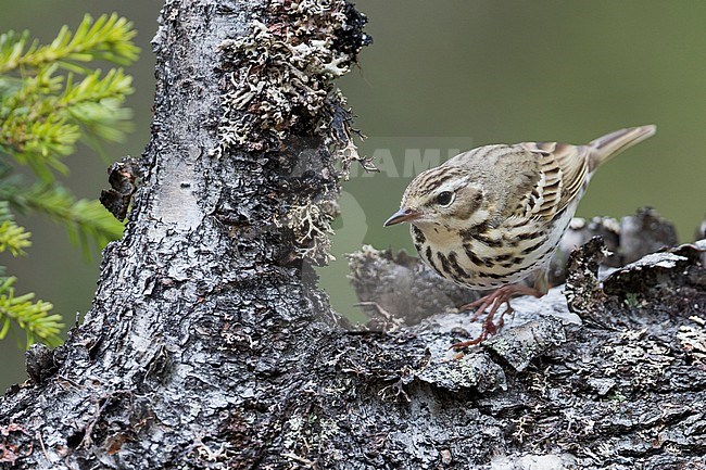 Olive-backed Pipit - Waldpieper - Anthus hodgsoni ssp. yunnanensis, Russia stock-image by Agami/Ralph Martin,