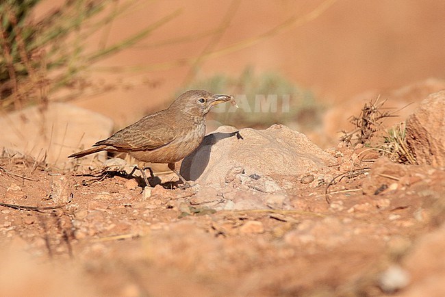 Desert Lark (Ammomanes deserti) standing on orange rocks, in Morocco. stock-image by Agami/Sylvain Reyt,