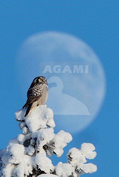 Sperweruil in top van besneeuwde boom; Northern Hawk Owl perched on snow covered tree stock-image by Agami/Markus Varesvuo,