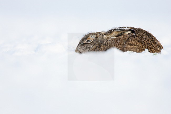 Europese Haas liggend in sneeuw; European Hare lying in snow stock-image by Agami/Menno van Duijn,