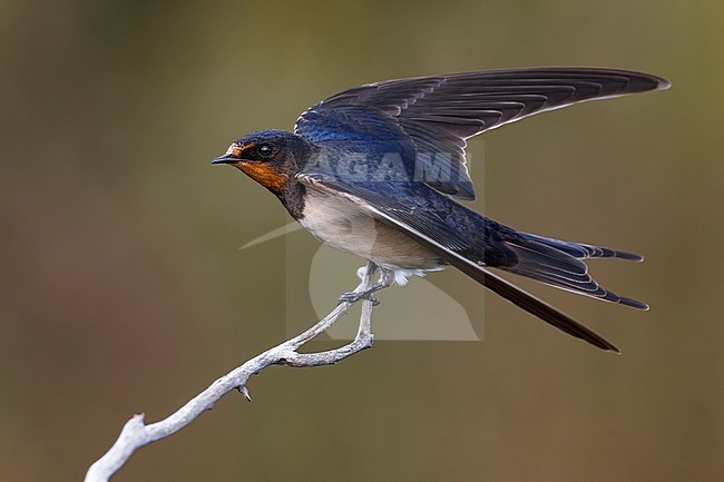 Barn Swallow (Hirundo rustica) in Italy. stock-image by Agami/Daniele Occhiato,