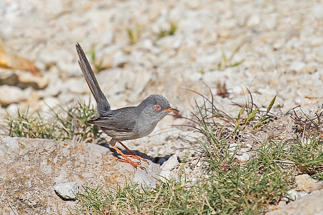 Male Balearic warbler (Curruca balearica) on Mallora island, Spain. stock-image by Agami/Pete Morris,