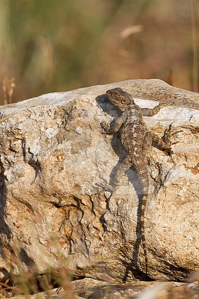 Starred Agama - Hardun - Laudakia stellio, Cyprus stock-image by Agami/Ralph Martin,