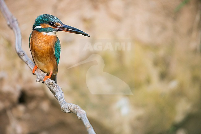 Common Kingfisher (Alcedo atthis ssp. atthis), Germany (Baden-Württemberg), adult male stock-image by Agami/Ralph Martin,