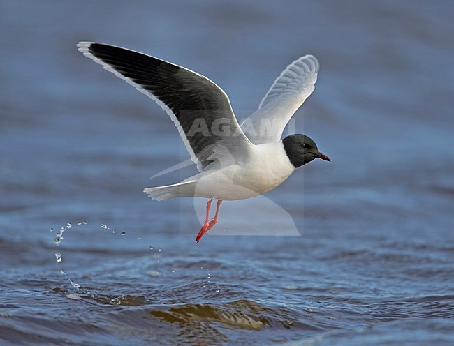 Little Gull fouragering; Dwergmeeuw fouragerend stock-image by Agami/Markus Varesvuo,