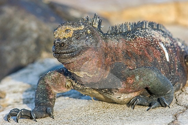 Marine Iguana, Zeeleguaan, Amblyrhynctus cristatus stock-image by Agami/Rob Riemer,