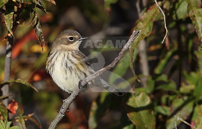 Myrtle Warbler (Setophaga coronata) during autumn migration at Cape May, New Jersey in USA. stock-image by Agami/Helge Sorensen,