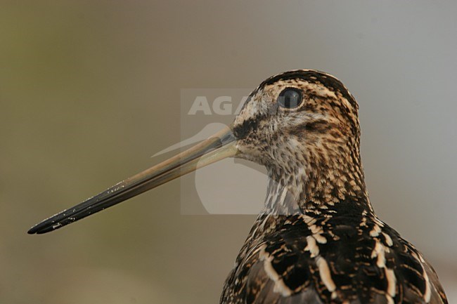 Common Snipe close-up of head Netherlands, Watersnip close-up van kop Nederland stock-image by Agami/Menno van Duijn,