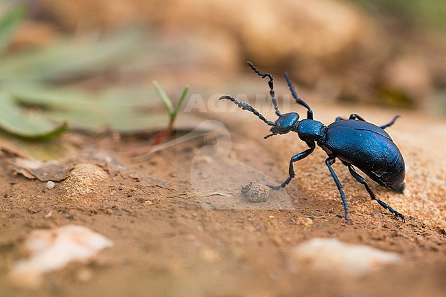 Meloe violaceus - Violet oil beetle - Violetter Ölkäfer, France (Alsace), imago stock-image by Agami/Ralph Martin,